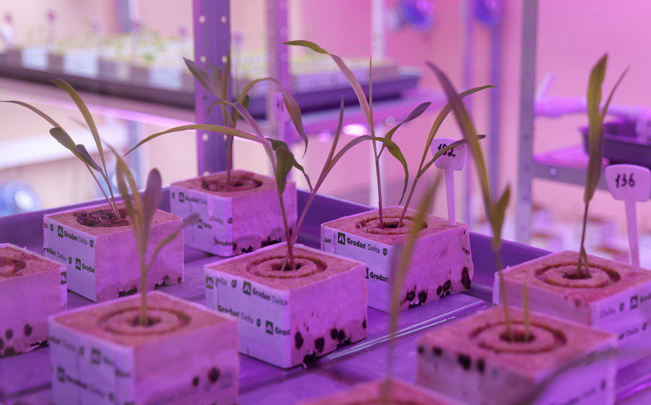 Саратовский институт Россорго – победитель Национальной премии «АГРОЛИДЕР 2025» в номинации «Производитель семян» Саратовский институт Россорго – победитель Национальной премии «АГРОЛИДЕР 2025» в номинации «Производитель семян»