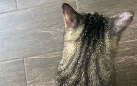 Саратовский ветеринар пояснил, действительно ли стресс передается от человека к питомцу