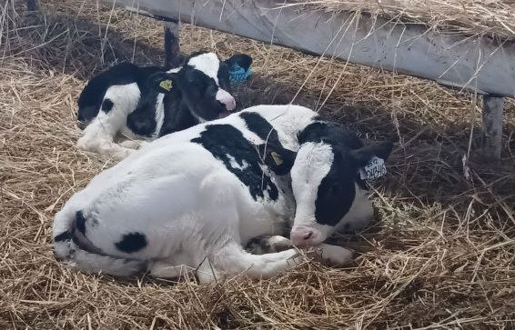 Саратовская область входит в топ-20 российских регионов-производителей молока и яиц