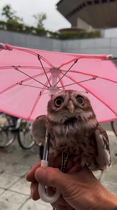 Сегодня может пригодиться зонт