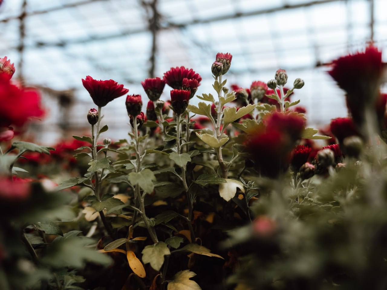 Праздник последних красок природы Праздник последних красок природы