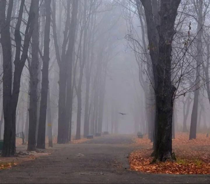 По данным Гидрометцентра 14.11.2025 на территории Саратовской области облачно с прояснениями