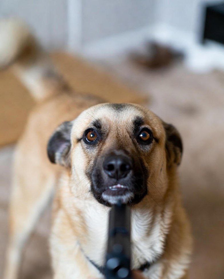 В Саратовской области будут судить 63-летнего мужчину за жестокое убийство соседской собаки