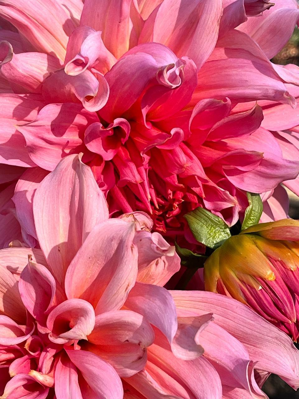 Праздник последних красок природы Праздник последних красок природы