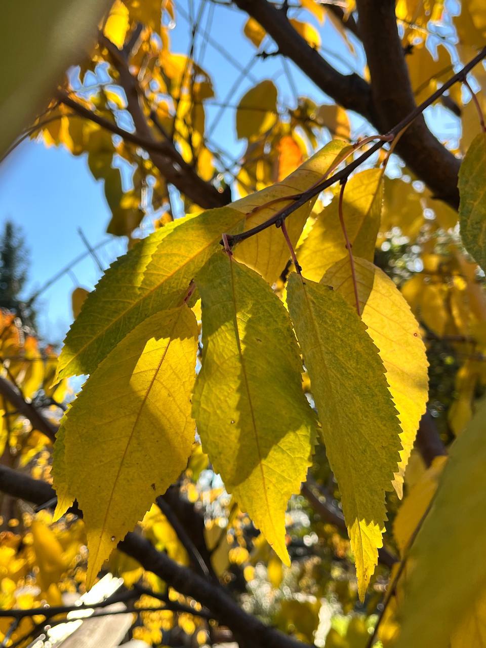 Праздник последних красок природы Праздник последних красок природы