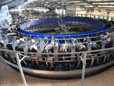 Племзавод «Трудовой» занял 4 место в ТОП-30 самых эффективных молочных хозяйств России