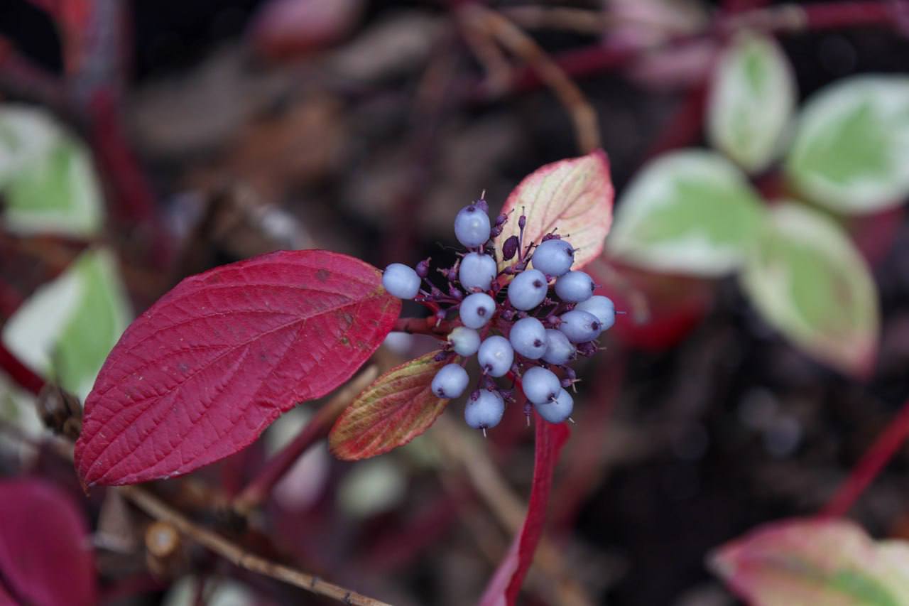 Еще немного и яркая осень накинет белое пуховое одеяло Еще немного и яркая осень накинет белое пуховое одеяло