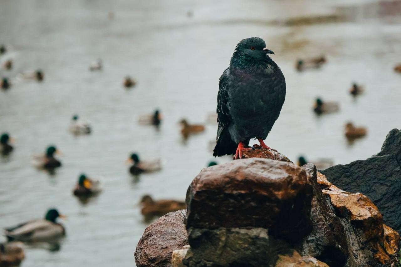 Еще немного и яркая осень накинет белое пуховое одеяло Еще немного и яркая осень накинет белое пуховое одеяло