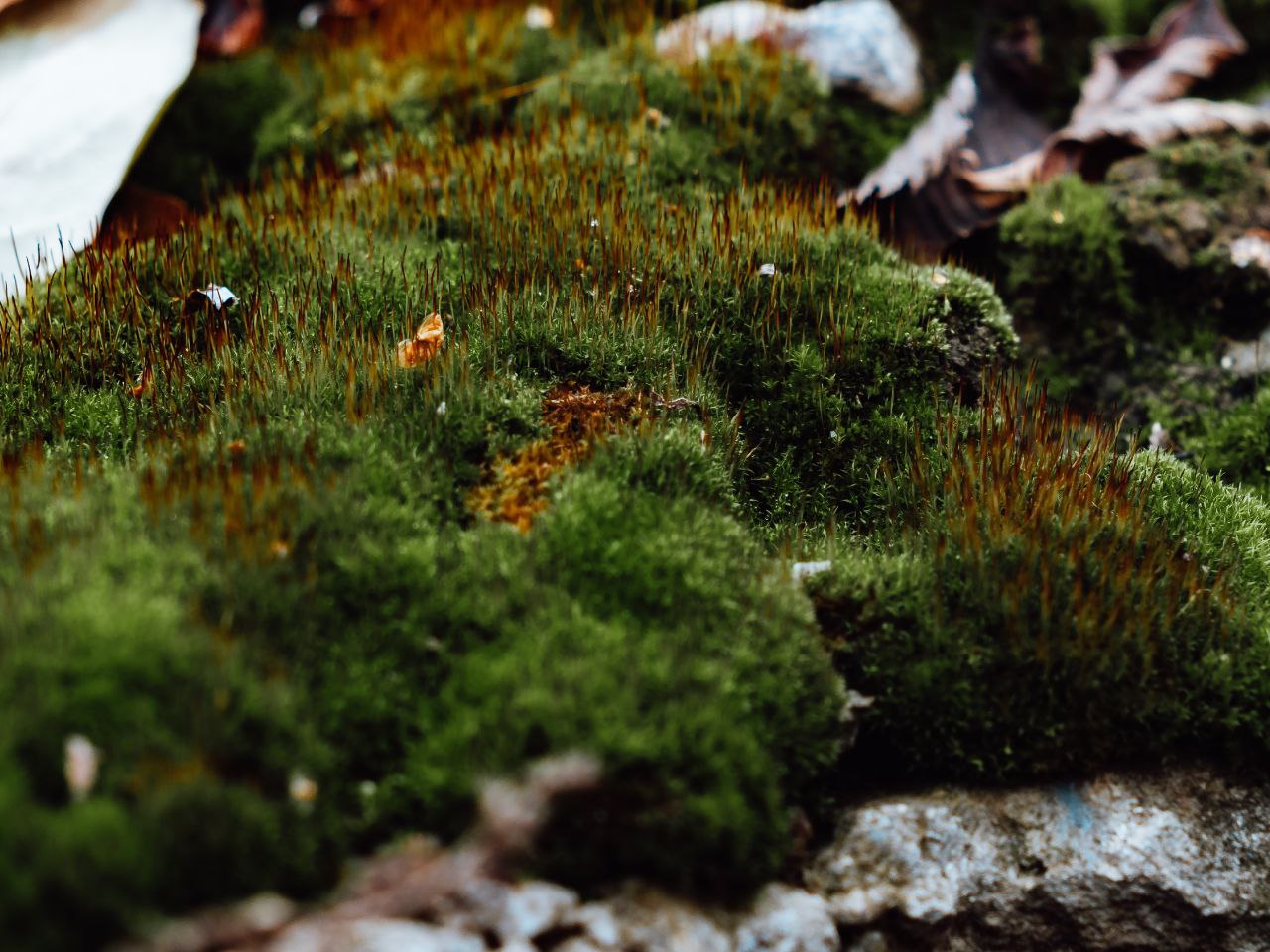 Участники мероприятия в Ботаническом саду СГУ высоко оценили новую инфраструктуру Участники мероприятия в Ботаническом саду СГУ высоко оценили новую инфраструктуру