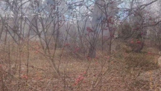 В эти выходные Ботанический сад СГУ наполнился сотнями посетителей