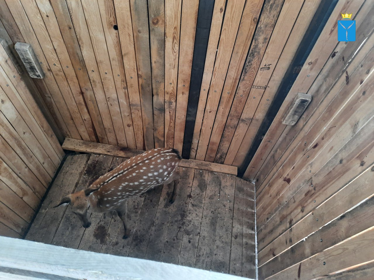 У фермера в Пугачевском районе живет стадо пятнистых оленей У фермера в Пугачевском районе живет стадо пятнистых оленей