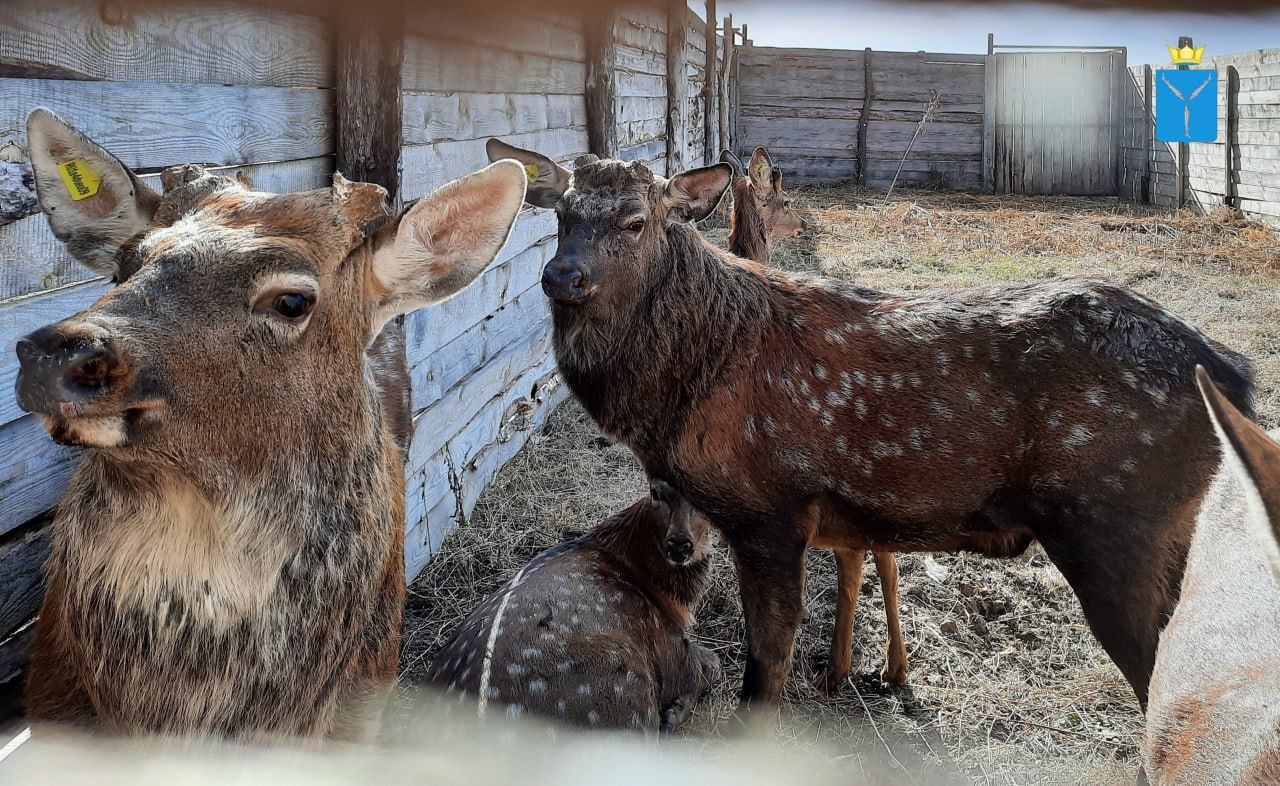 У фермера в Пугачевском районе живет стадо пятнистых оленей
