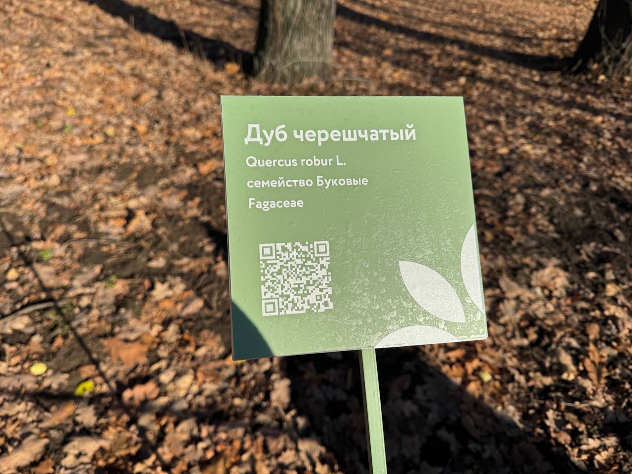 Вчера почти 3 тысячи саратовцев посетили обновлённый Ботсад СГУ Вчера почти 3 тысячи саратовцев посетили обновлённый Ботсад СГУ