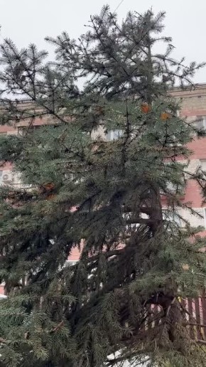 Первый снег пошел в Саратове