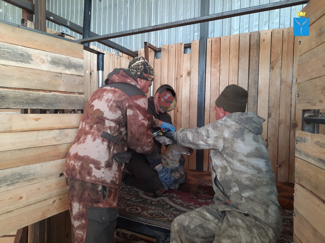 У фермера в Пугачевском районе живет стадо пятнистых оленей У фермера в Пугачевском районе живет стадо пятнистых оленей