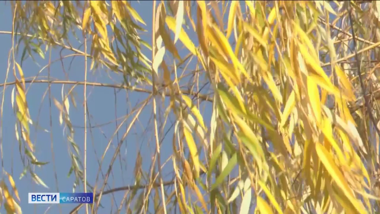 В Саратове открыл свои двери Ботанический сад СГУ