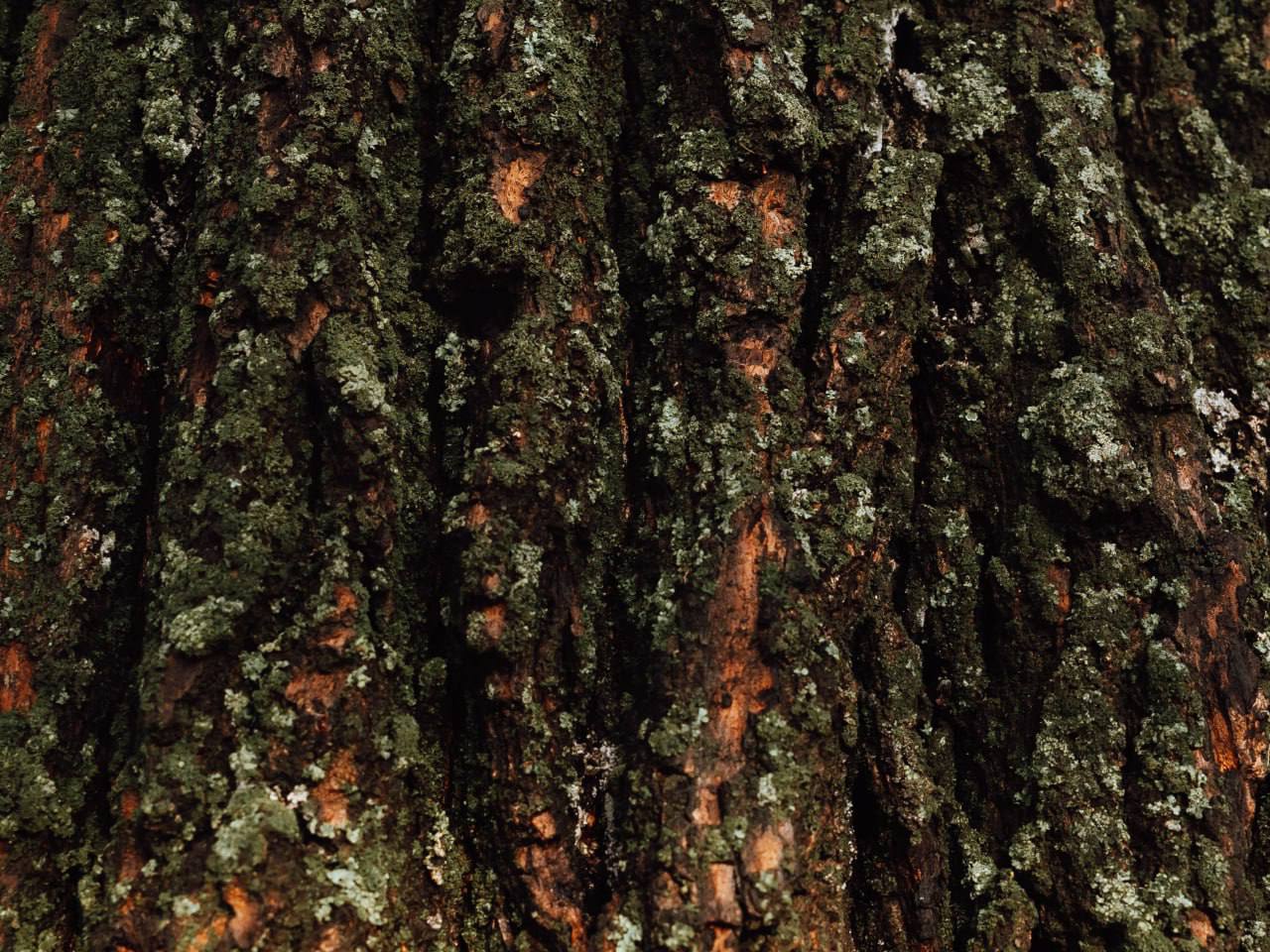 Пусть осенний листопад закружит в танце золотистом Пусть осенний листопад закружит в танце золотистом