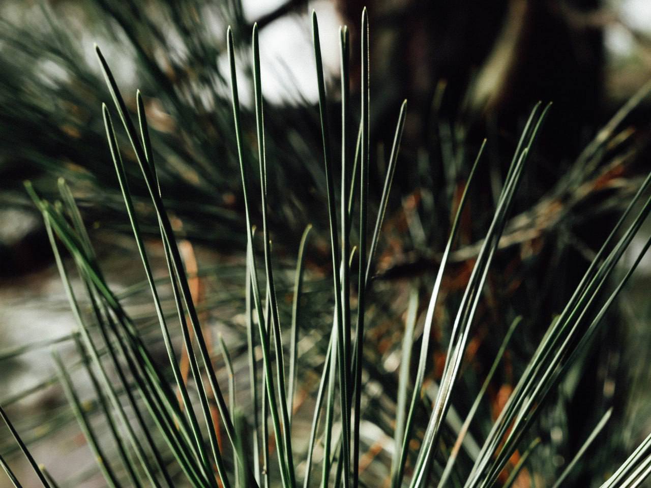 Пусть осенний листопад закружит в танце золотистом Пусть осенний листопад закружит в танце золотистом