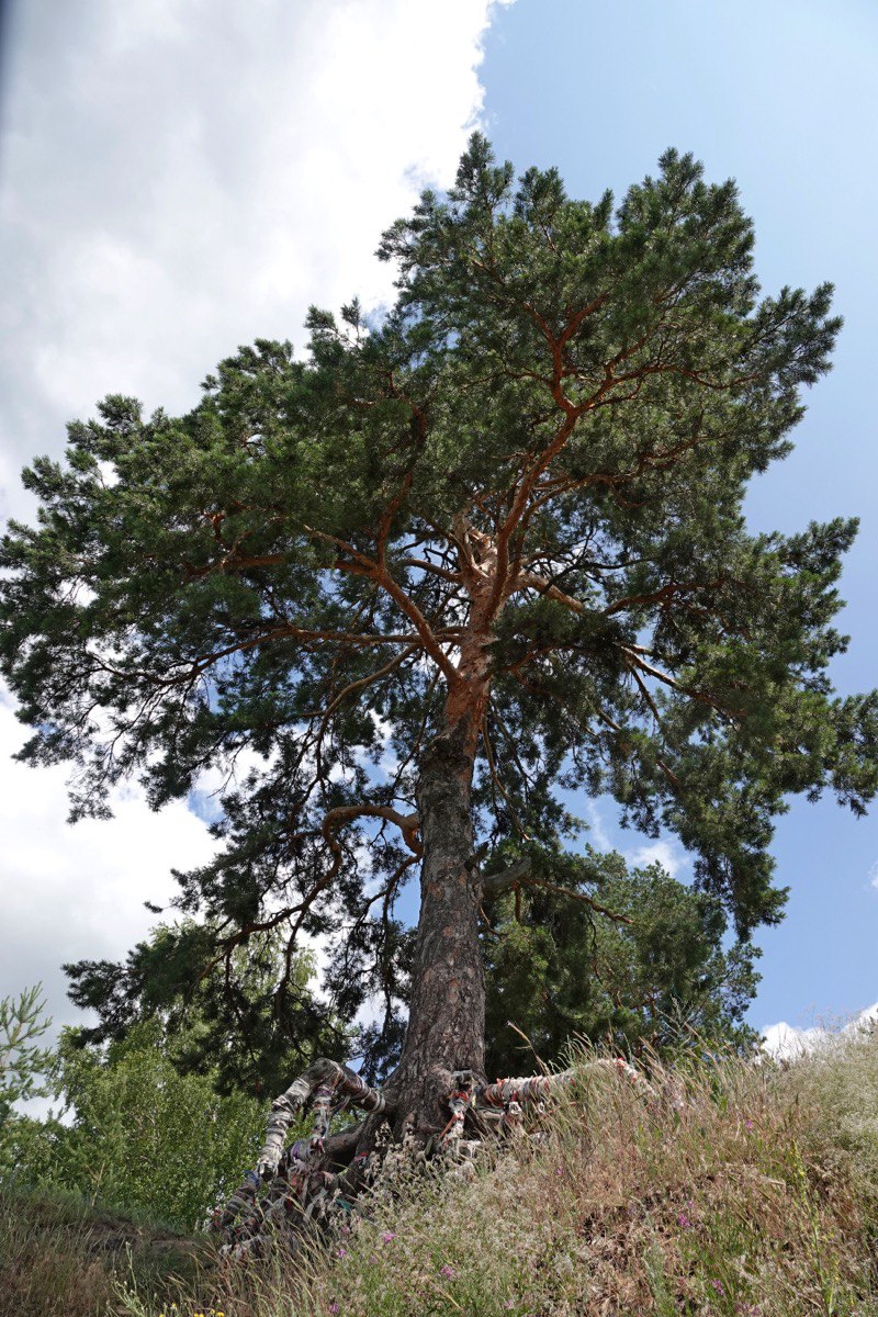 В Балашовском районе отремонтировали дорогу к сосне, исполняющей желания