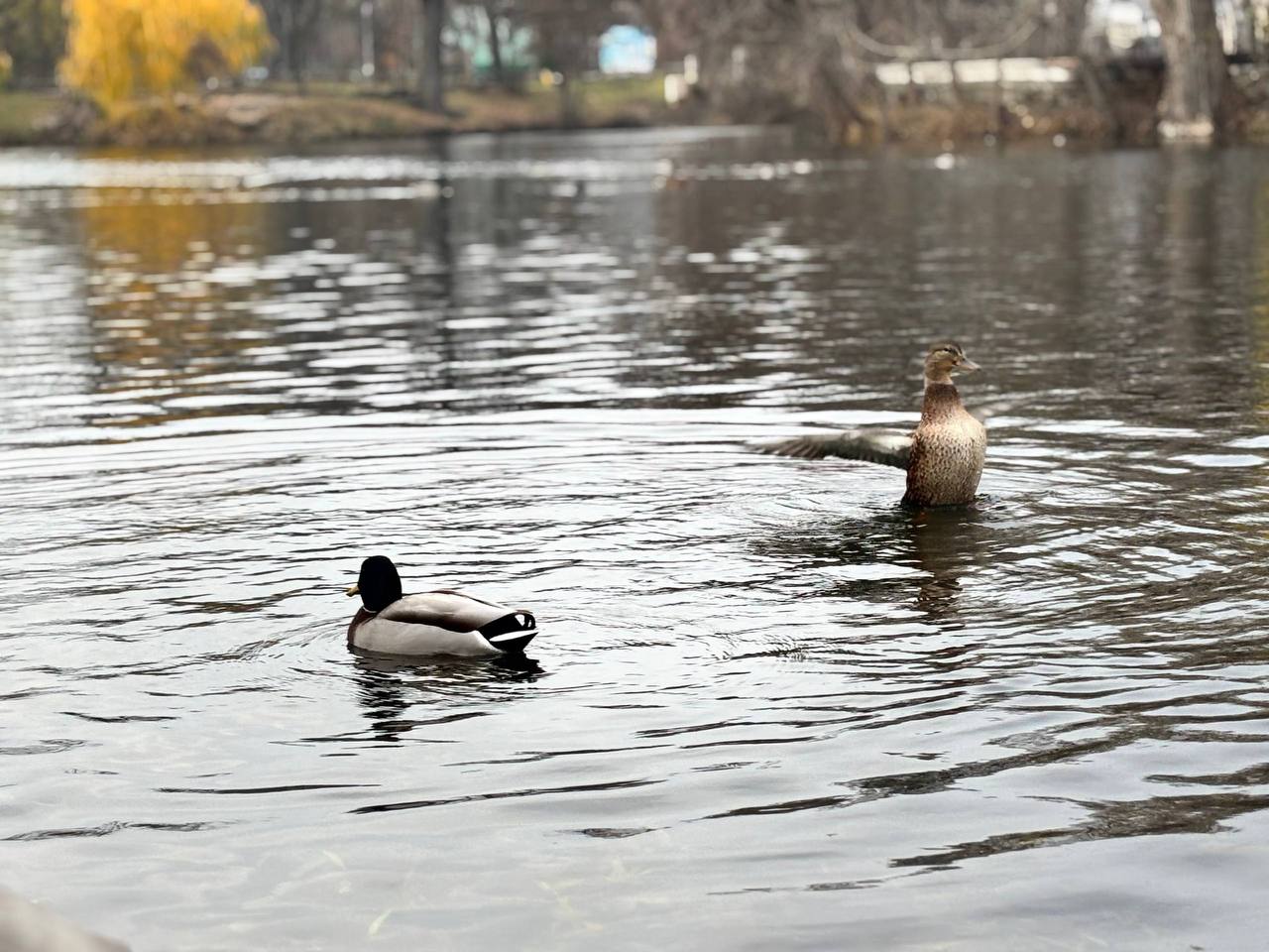 В темпе осени. Мэрия сообщает В темпе осени. Мэрия сообщает