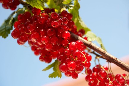 Смородину будете собирать тоннами: узнайте главный секрет ухода за ней