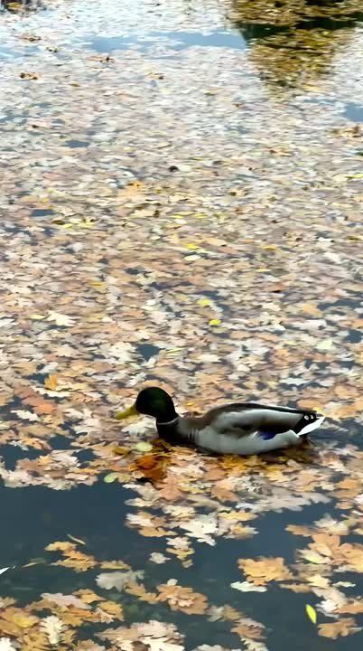 ������� - 21 ������, �������