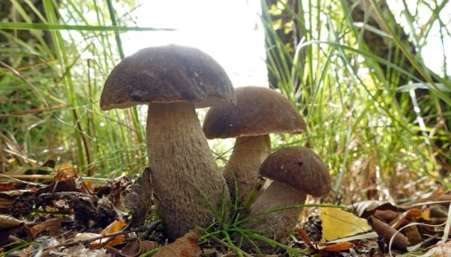 Соберете щедрый урожай грибов в огороде: поможет хитрость опытных дачников