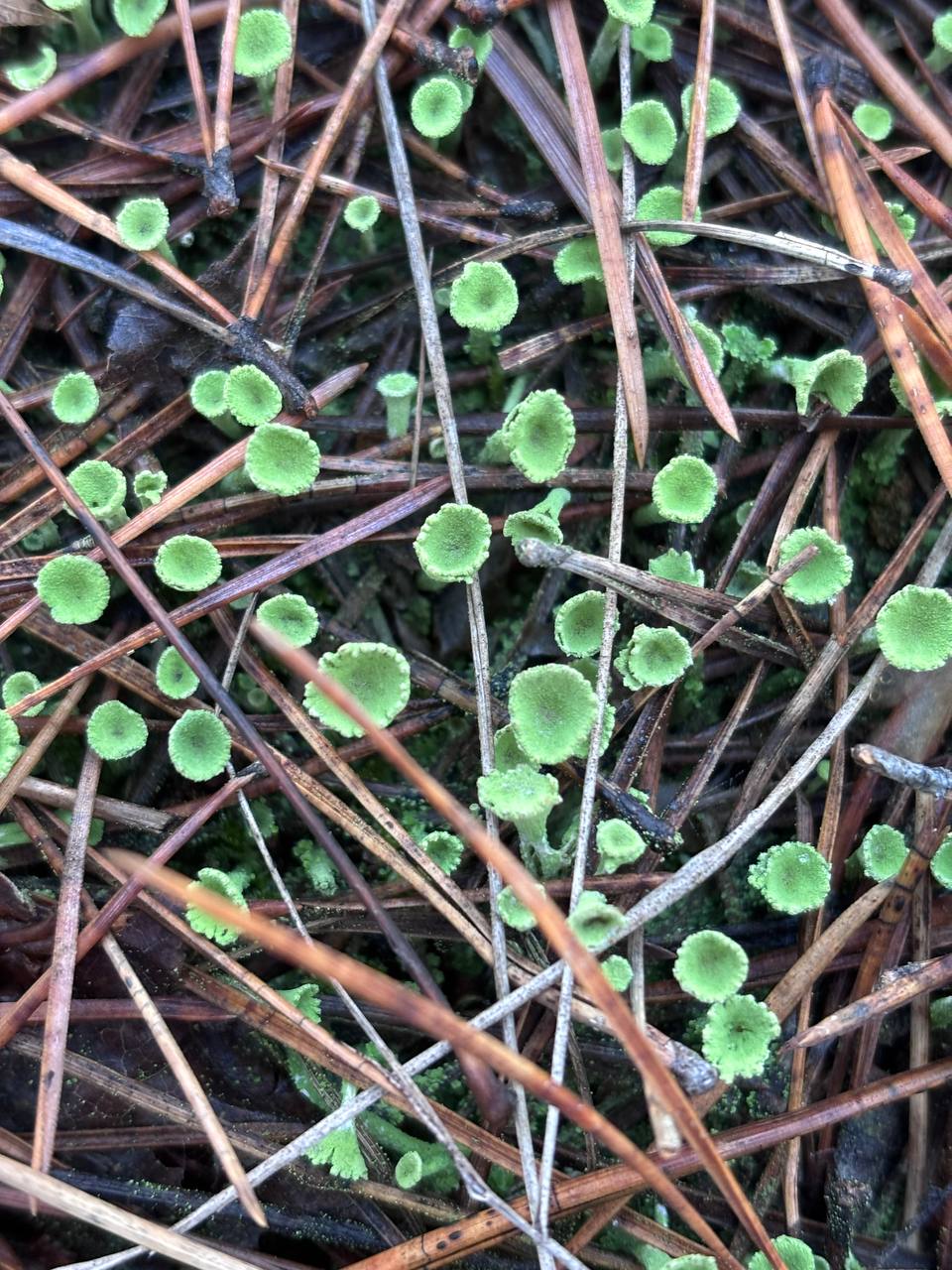 Сегодня 23 ноября, воскресенье Сегодня 23 ноября, воскресенье