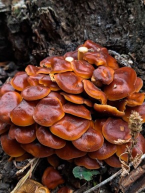 Сегодня 23 ноября, воскресенье