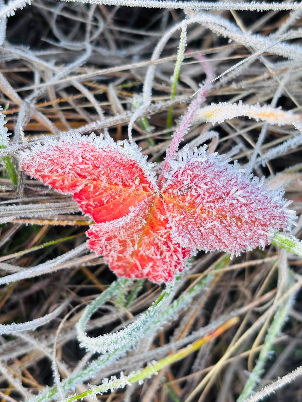 Сегодня 23 ноября, воскресенье Сегодня 23 ноября, воскресенье