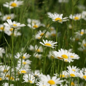 Эффективная защита урожая с помощью растений