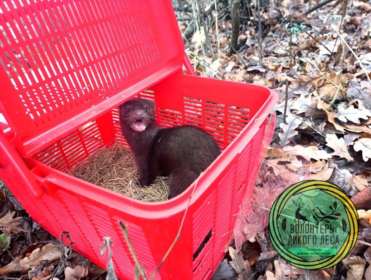 В магазинах Заводского района два дня ловили норку В магазинах Заводского района два дня ловили норку