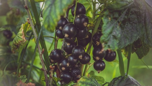 Осенью смородине нужна одна процедура: важно успеть до конца октября