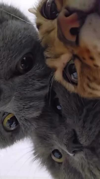 ��� ��� �������� ?)