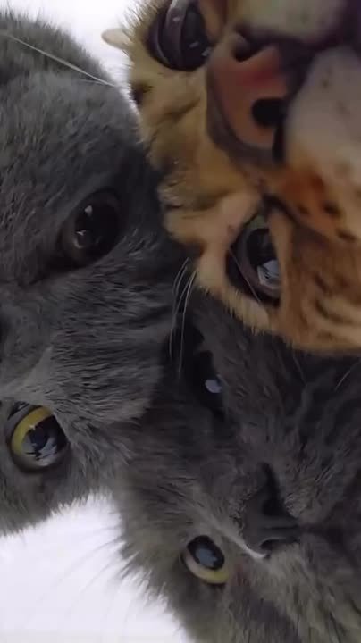 Кто уже поставил ?)