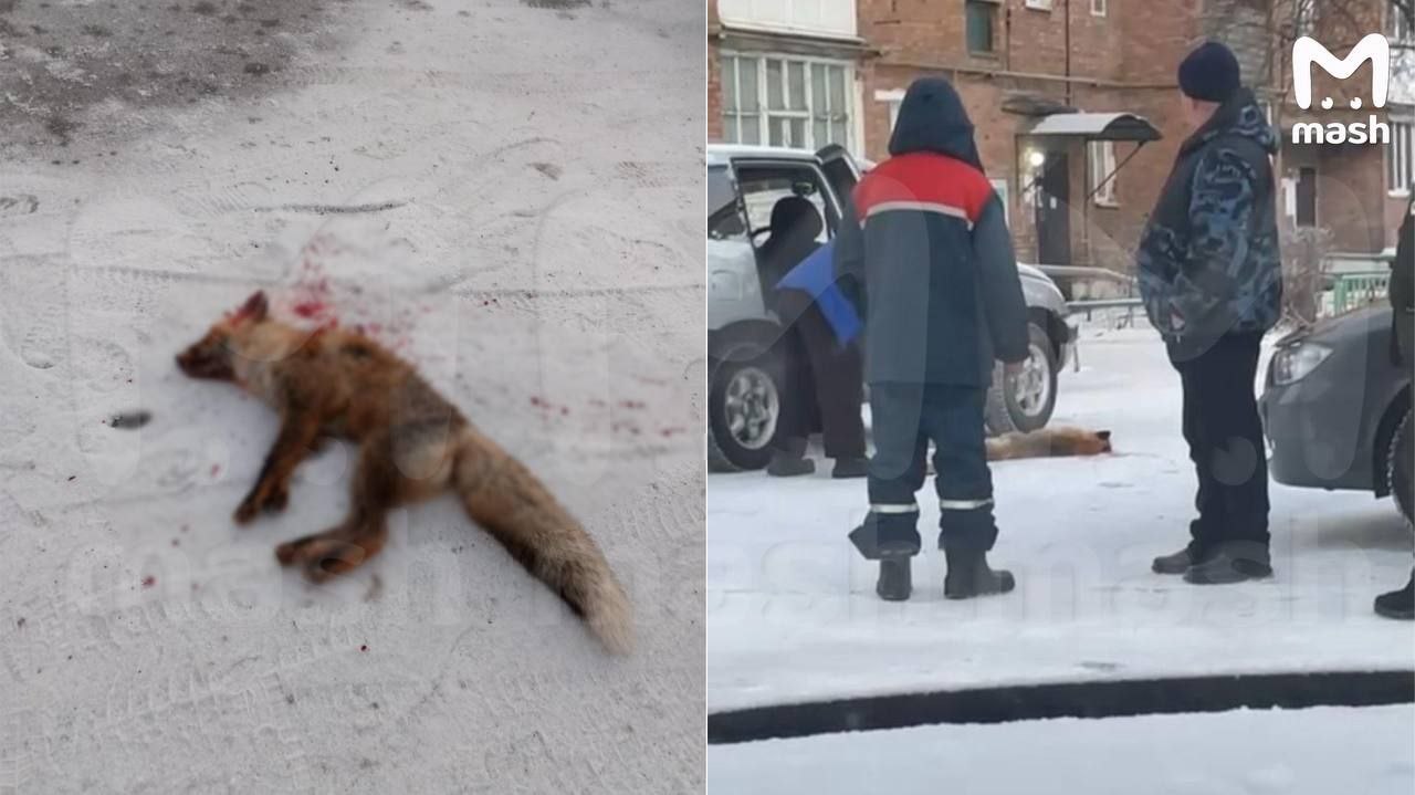 Саратовским охотникам заплатят за отстрел лис