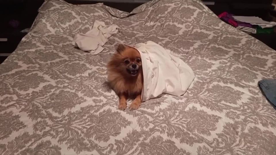 ������� � 27 ������, �������