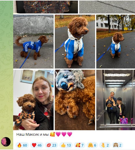 Итоги фотоконкурса, посвященного Всемирному Дню домашних животных