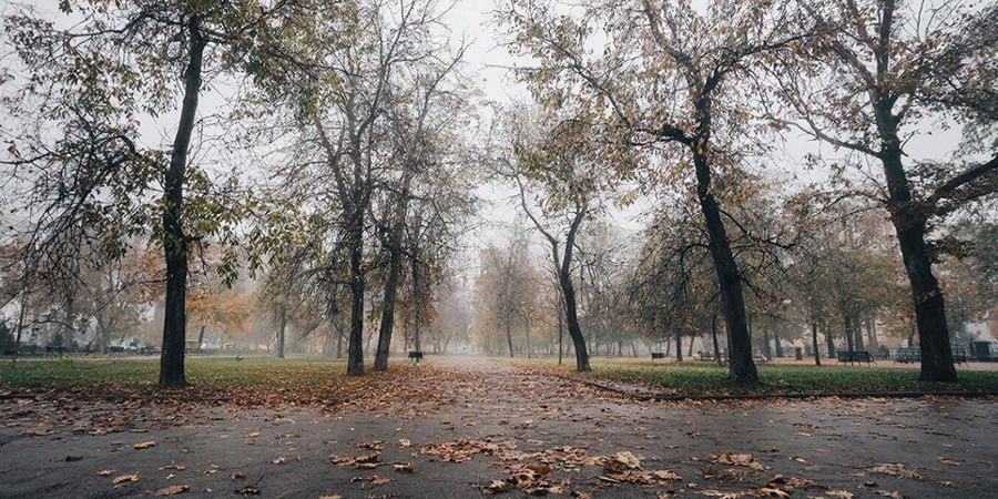 В Саратовской области пятница пройдет с туманами и небольшими дождями