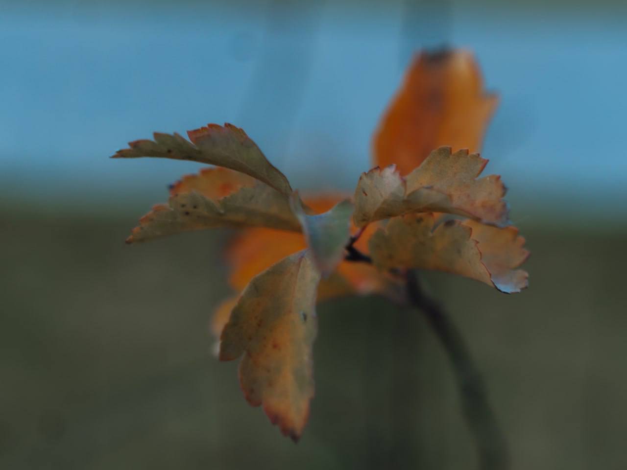 Прощание с осенью прекрасной Прощание с осенью прекрасной