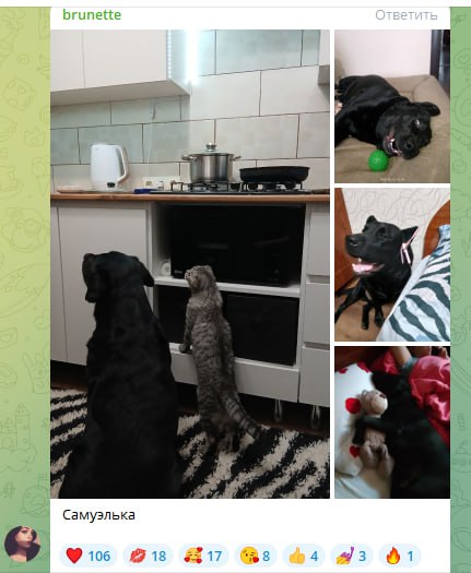 Итоги фотоконкурса, посвященного Всемирному Дню домашних животных Итоги фотоконкурса, посвященного Всемирному Дню домашних животных