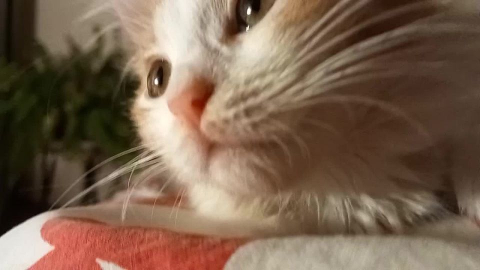 ������� � 29 ������, �������