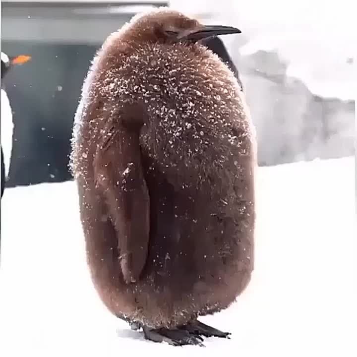 � ������� ���� � �������������! ���������� ���� ��������