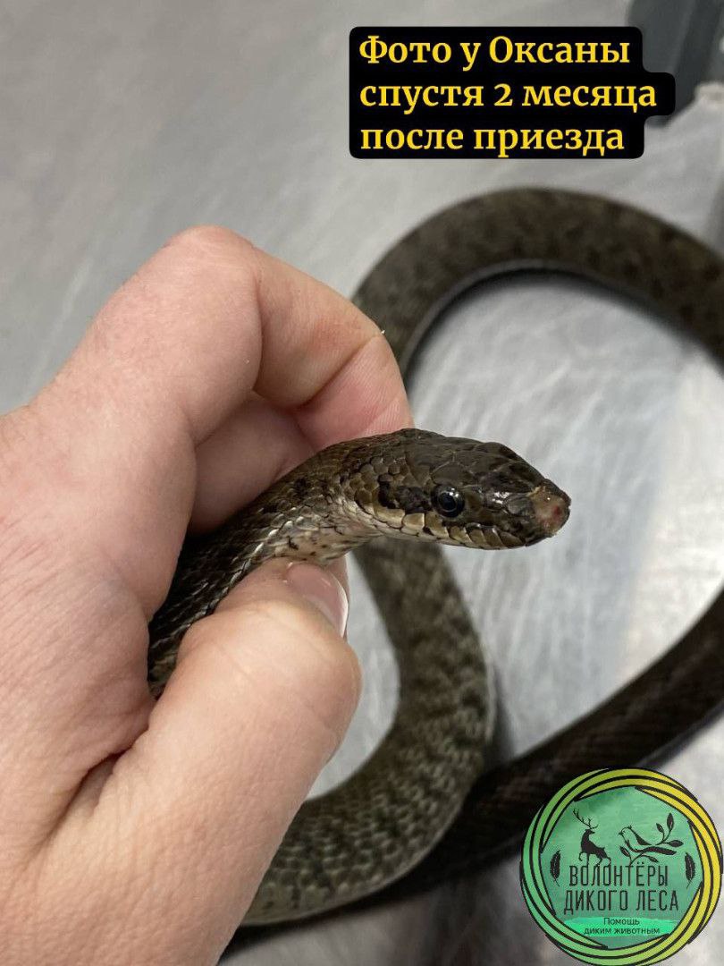 В Саратове спасли узорчатого полоза, которого выбросили на холод В Саратове спасли узорчатого полоза, которого выбросили на холод