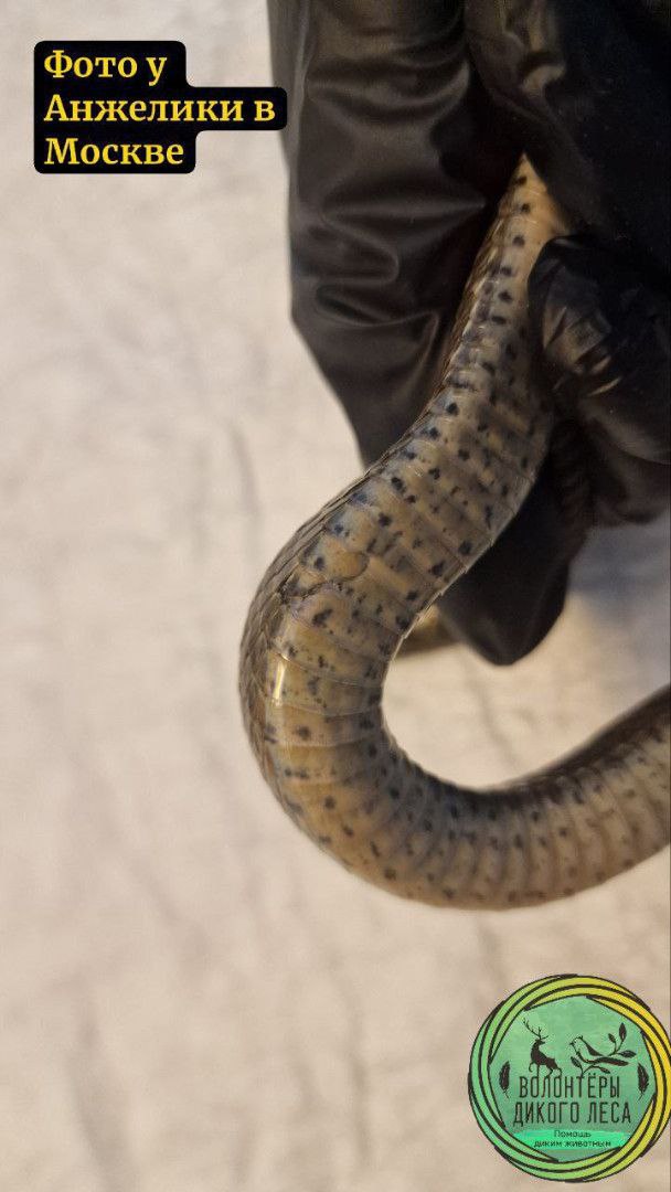 В Саратове спасли узорчатого полоза, которого выбросили на холод В Саратове спасли узорчатого полоза, которого выбросили на холод