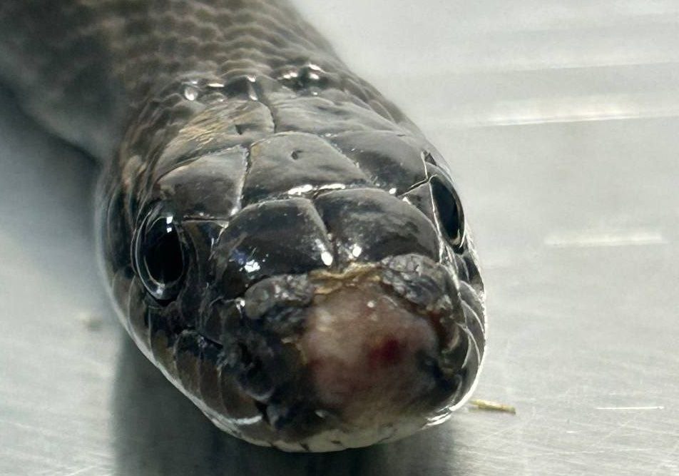 В Саратове спасли узорчатого полоза, которого выбросили на холод