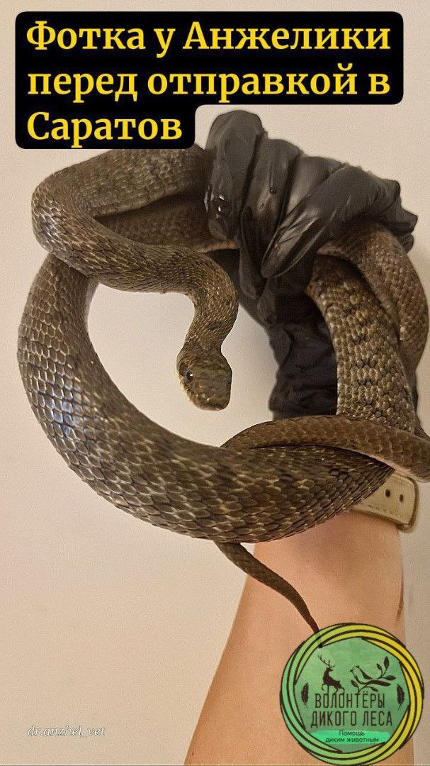 В Саратове спасли узорчатого полоза, которого выбросили на холод В Саратове спасли узорчатого полоза, которого выбросили на холод