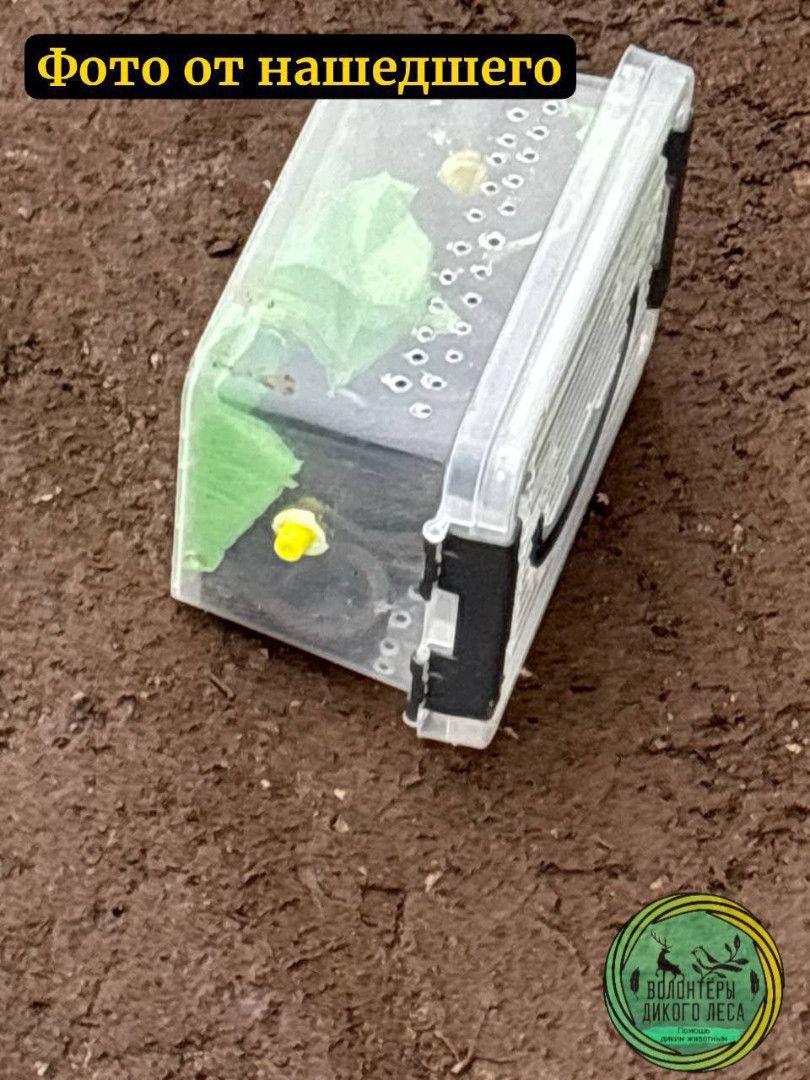 В Саратове спасли узорчатого полоза, которого выбросили на холод В Саратове спасли узорчатого полоза, которого выбросили на холод