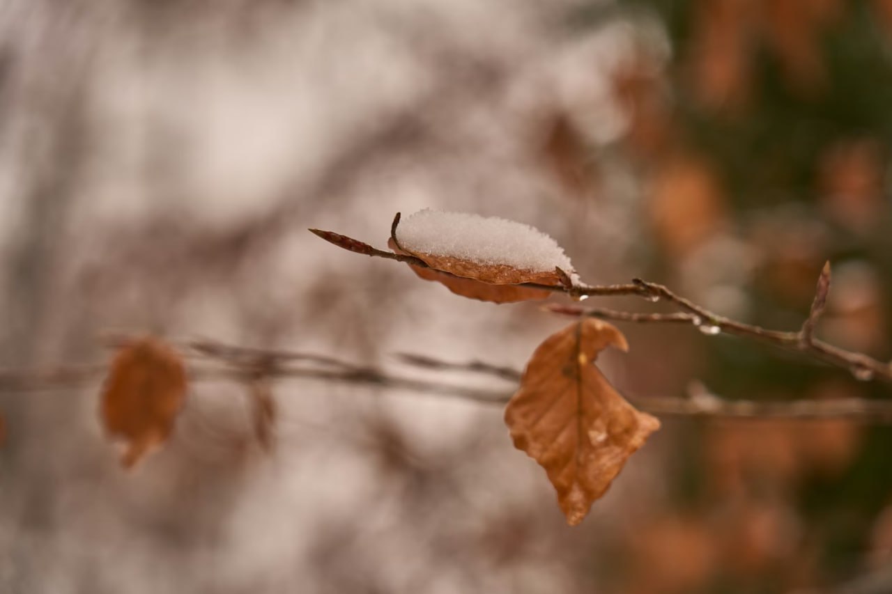 В Саратовской области прогнозируют морось с мокрым снегом и температуру не выше +3