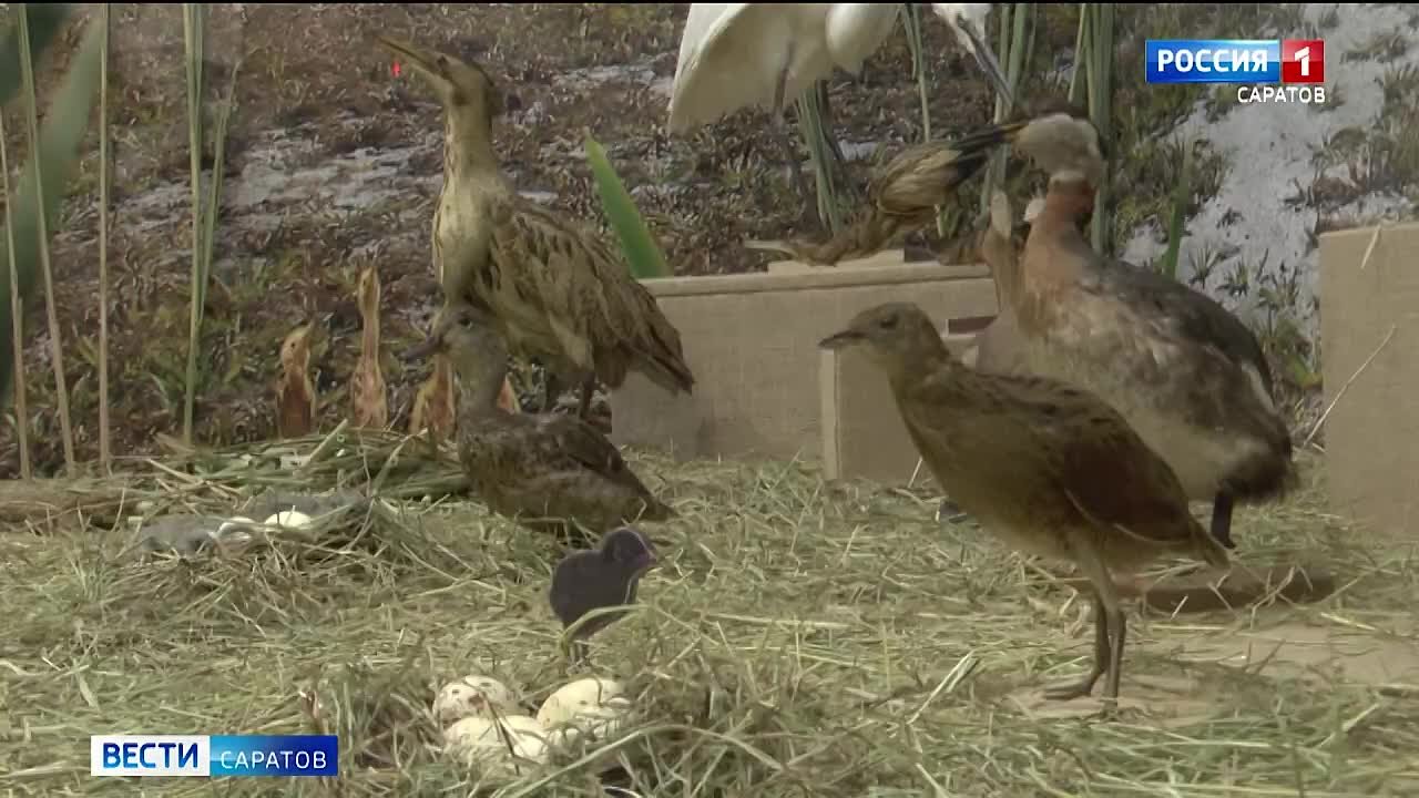 Заповедными тропами Прихоперья предлагают прогуляться саратовцам и гостям города